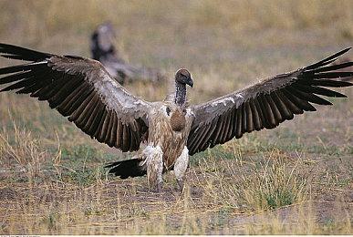 《使命召唤：战区》公布新联动 忍者神龟即将登场